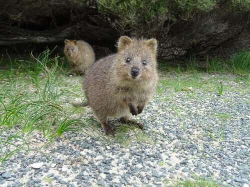 クオッカ クオッカ早く会いたい 国内唯一こども動物自然公園 ニュース 埼玉 地域 ニュース 読売新聞オンライン