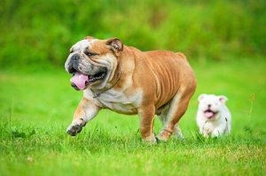 犬の短頭種気道症候群とは?呼吸の重要性について