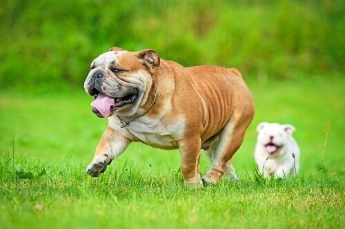 犬の短頭種気道症候群とは？呼吸の重要性について