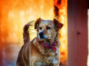 動物の権利:決して人間のように扱ってはいけない