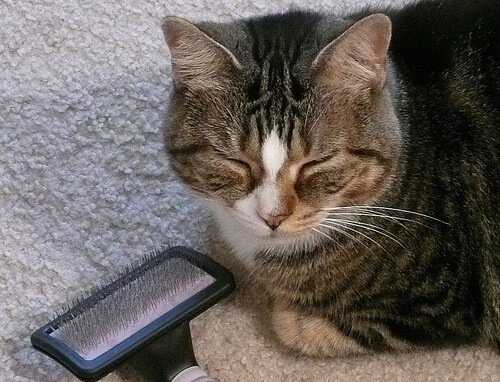 健康管理にもなる！猫のブラッシング方法をご紹介！