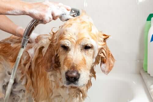 大型犬のお世話について：飼い主として気をつけること