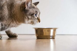 猫の留守番:どのくらい一人にさせても大丈夫なの?