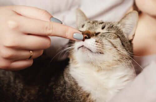 猫の性格には複数のタイプがあることが研究で判明