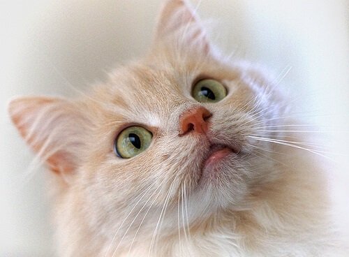 科学に基づいた猫のクリッカートレーニングとは？