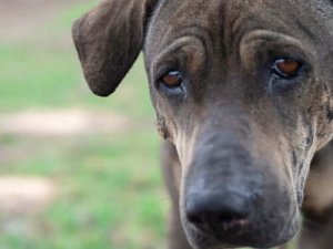 犬も人間のように泣くの?動物の感情についてご紹介