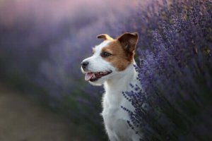 ペットの健康に役立つ3つの薬草を見てみましょう!