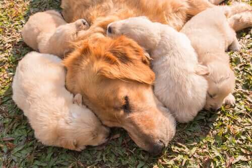 犬の免疫系の仕組み：ワクチンはどのように免疫系と機能するの？