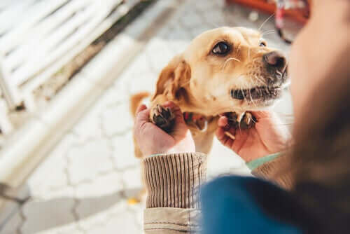 犬はどうやって家族を認識しているの？犬の感覚について