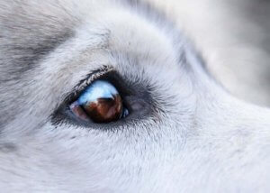 犬の目にイボができちゃった:ケア方法を見てみよう