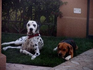 完全にシャットアウト!自宅にノミを入れない方法