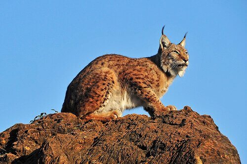 迫力満点のネコ科動物！オオヤマネコの種類をご紹介