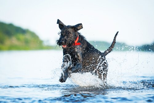 運動神経バツグン！運動能力の高い犬種を見てみよう！