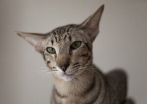 気品あふれるスリムボディーと小顔:オリエンタルショートヘア