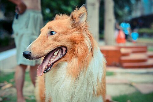 ノミやマダニ対策！犬の外部寄生虫を駆除するヒントとは？