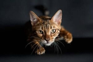 こんなところにもヒゲ!?猫の足にヒゲがある理由