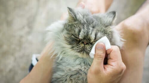 猫の目の病気について：６つの原因に気をつけよう！