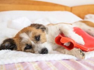 犬の腹痛とは?:その兆候と症状を知っておこう!