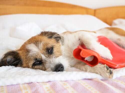 犬の腹痛とは？：その兆候と症状を知っておこう！