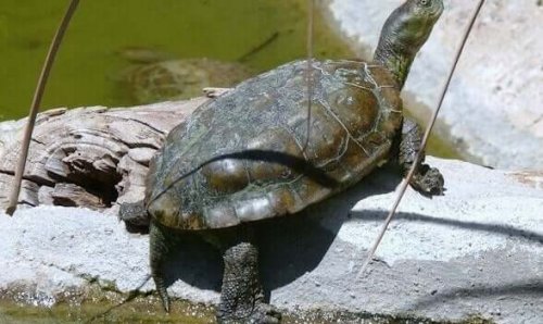 スペインイシガメ