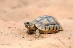 魅惑的なスペインのカメの世界について知ってみよう
