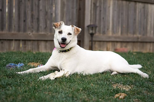 犬に起こる急性腹症について詳しく見てみましょう