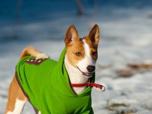 ペットにぴったりのお洋服選び:犬種の特徴に合わせよう