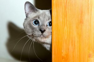 愛情?忍耐?猫と信頼関係を築く方法が知りたい!