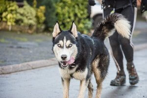 犬と一緒にダイエットするメリットを見てみよう!