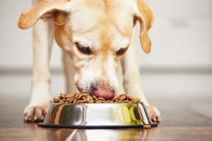 ドライタイプ?ウェットタイプ?ドッグフードの含水量について