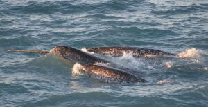 海のユニコーンと呼ばれるクジラ:イッカクについて