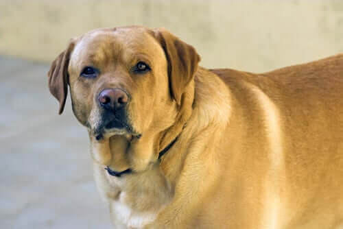 犬 肥満 ターメリック