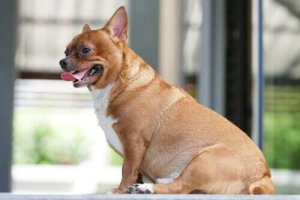 ターメリックは犬の肥満を防いでくれるってホント?