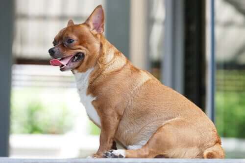 ターメリックは犬の肥満を防いでくれるってホント？
