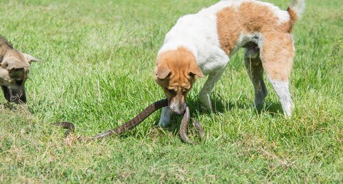 蛇に噛まれた時 犬 ヘビ