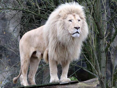 見たことありますか？変わった野生動物をご紹介！