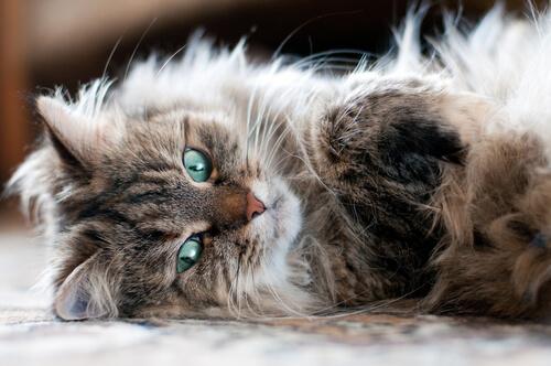 猫アレルギーの方必見！アレルギーを起こしにくい種類の猫