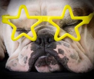SNSの大スターになったペットたち:動物の権利について