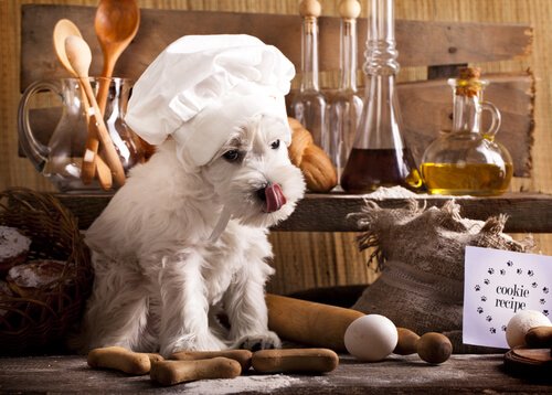 巷で注目！犬のBARF（生食）ダイエットって何？