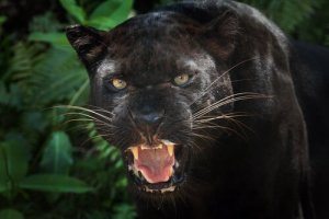 クロヒョウの特徴が知りたい!人間は襲わないってホント?