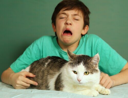 【もしかして私も猫アレルギー？】アレルギーの兆候をチェック！