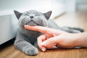 ネコと友達になるには?専門家の意見を聞いてみましょう
