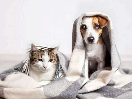 犬のような行動をとる猫がいるのをご存知ですか？
