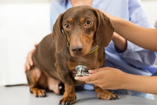 知っておきたい！正しいペットの飼い方とケアの方法とは？