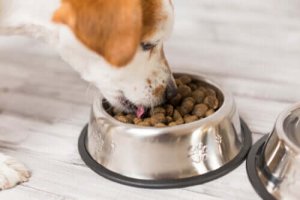 老犬やシニア犬の食事に関するアドバイスを見てみよう!