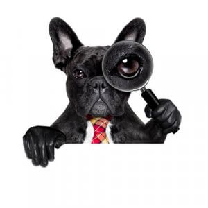 やっぱり犬って興味深い!科学的に立証されている特徴とは?