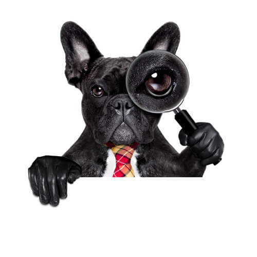 やっぱり犬って興味深い！科学的に立証されている特徴とは？
