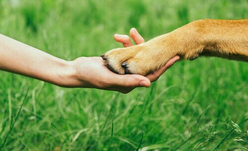 ワンちゃんとの関係は良好？犬から信頼される方法について