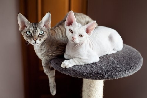 動物アレルギーを持っていても飼えるペットを教えて！