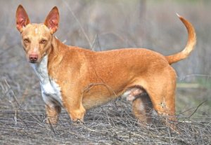 スペイン生まれのポデンコ:狩りのために生まれた犬種